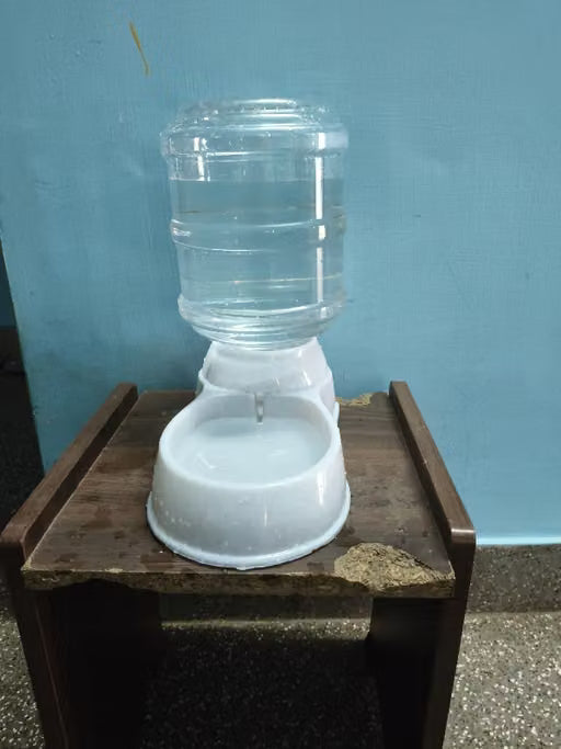 A clear plastic water bottle feeder with a white plastic bowl and spout, placed on a rustic wooden table against a blue wall.
