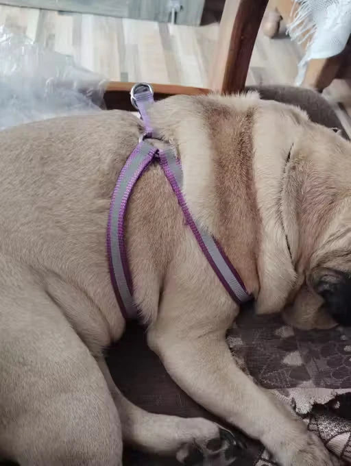 A light tan dog lying on a patterned cushion indoors, wearing a purple and gray reflective harness.