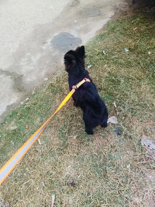 A small black dog wearing an orange harness and attached to a bright yellow leash, standing on grass next to a concrete path.